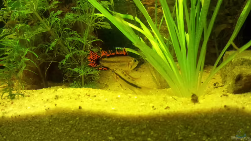 Besatz im Aquarium Juwel Rio 400 von Hans Lonzeck (42)