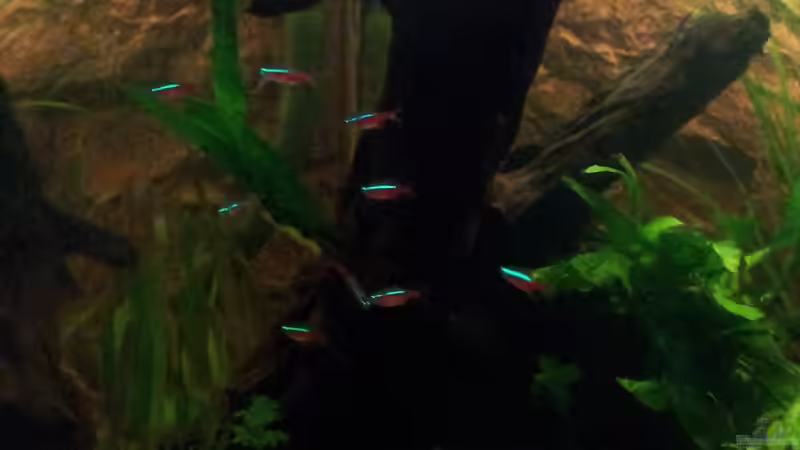 Besatz im Aquarium Juwel Rio 400 von Hans Lonzeck (43)