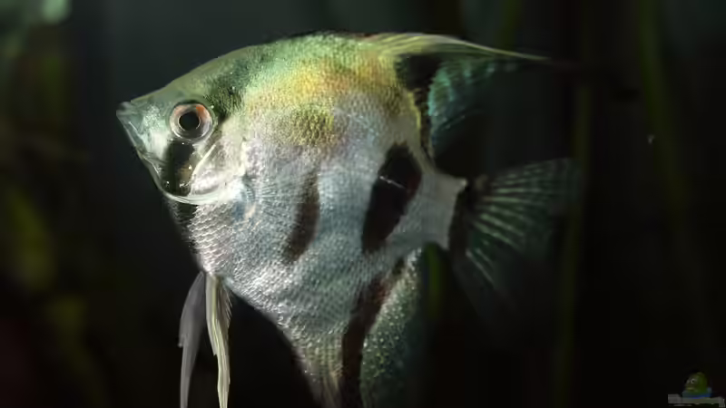 Besatz im Aquarium Juwel Rio 400 von Marcus Mue (3)