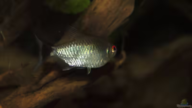 Besatz im Aquarium Juwel Rio 400 von Marcus Mue (5)