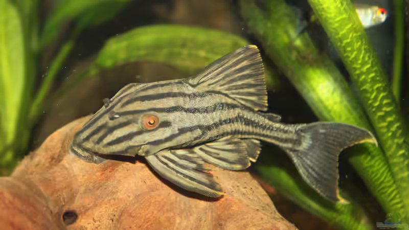 Besatz im Aquarium Juwel Rio 400 von Marcus Mue (6)