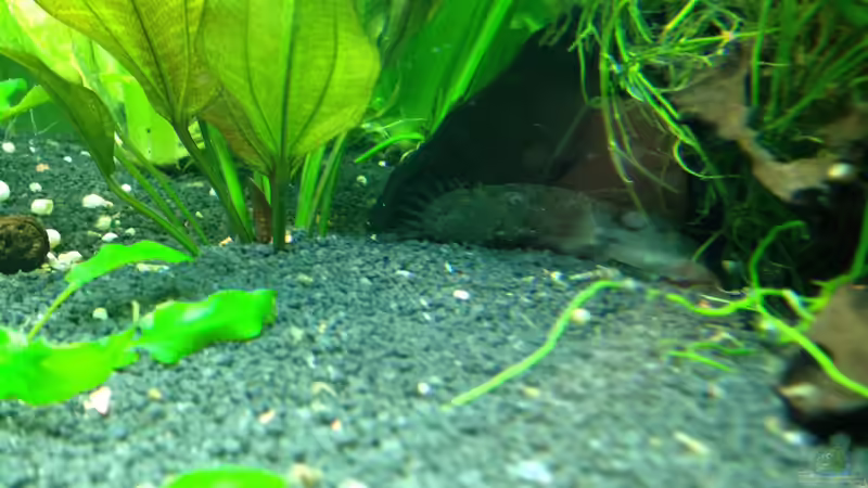 Besatz im Aquarium Juwel Rio 400 von smapo (7)