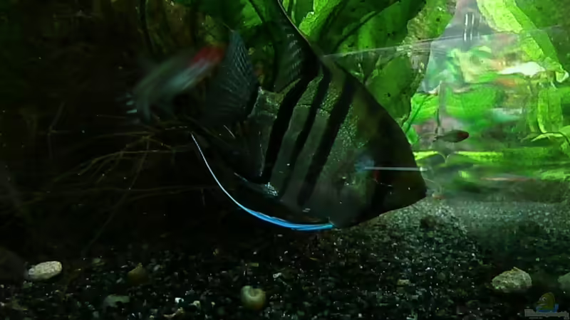 Besatz im Aquarium Juwel Rio 400 von Steffen66 (18)