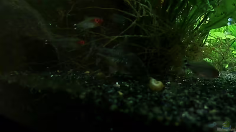 Besatz im Aquarium Juwel Rio 400 von Steffen66 (19)