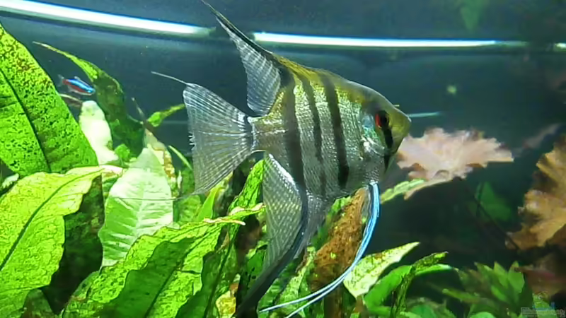 Besatz im Aquarium Juwel Rio 400 von Steffen66 (20)