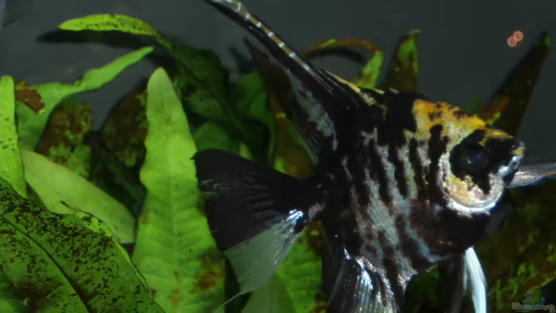 Besatz im Aquarium Juwel Rio 400 von Steffen66 (21)