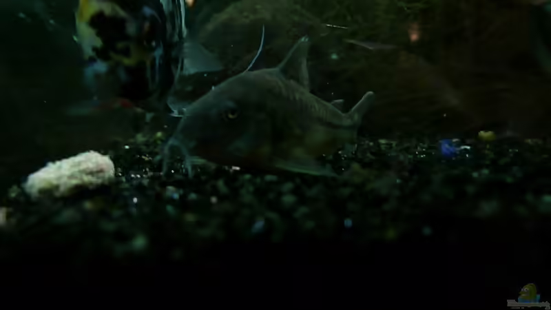 Besatz im Aquarium Juwel Rio 400 von Steffen66 (22)