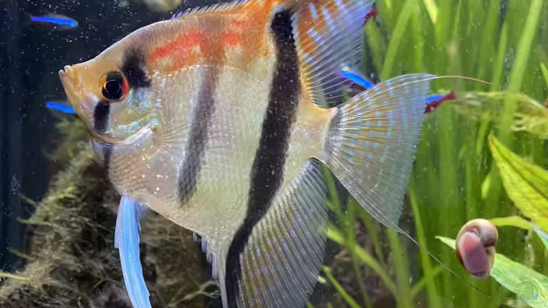 Besatz im Aquarium Juwel Rio 450 von Mika (21)