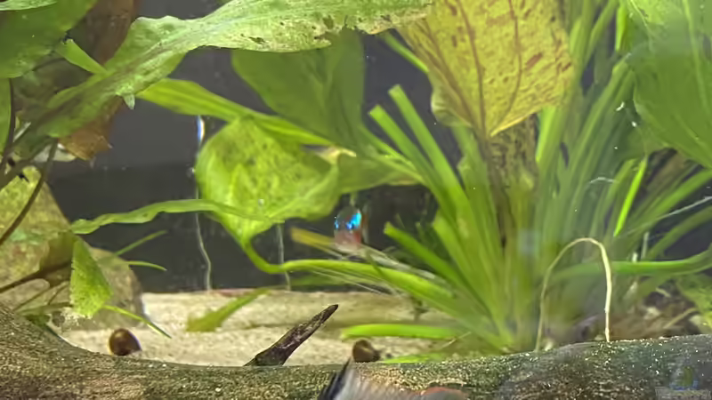 Besatz im Aquarium Juwel Rio 450 von Mika (23)