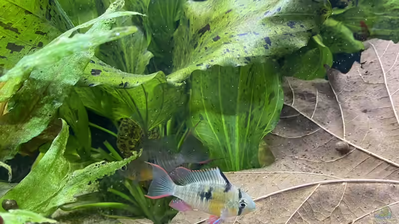 Besatz im Aquarium Juwel Rio 450 von Mika (24)