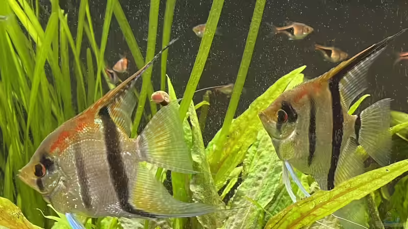 Besatz im Aquarium Juwel Rio 450 von Mika (25)