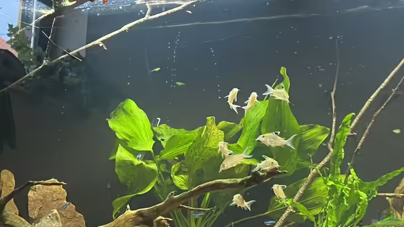 Besatz im Aquarium Juwel Rio 450 von Mika (28)