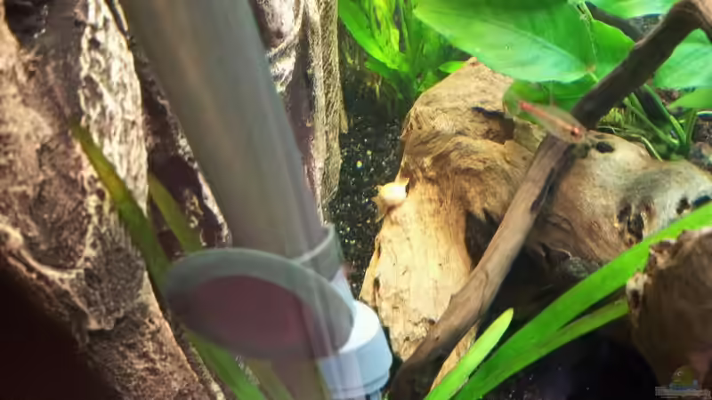 Besatz im Aquarium juwel rio von oli.k85 (4)