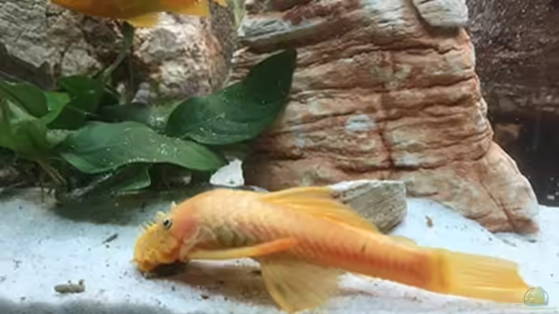 Besatz im Aquarium Juwel Trigon 190 &quot;MALAVI&quot; CW von Christian Wiederanders (50)