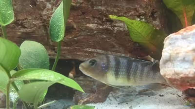 Besatz im Aquarium Juwel Trigon 190 &quot;MALAVI&quot; CW von Christian Wiederanders (52)