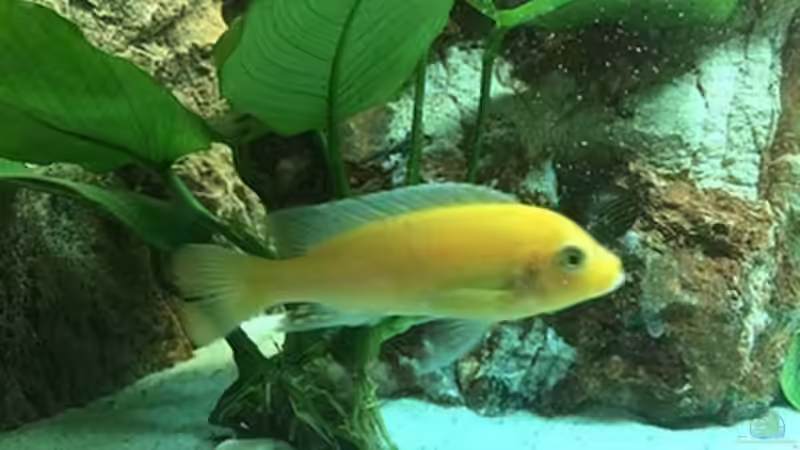 Besatz im Aquarium Juwel Trigon 190 &quot;MALAVI&quot; CW von Christian Wiederanders (54)