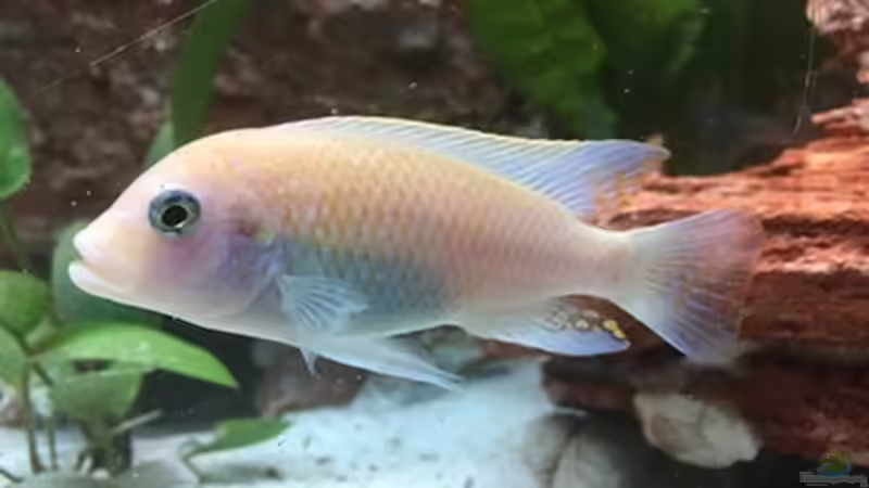 Besatz im Aquarium Juwel Trigon 190 &quot;MALAVI&quot; CW von Christian Wiederanders (55)