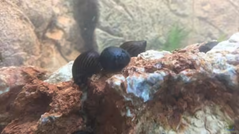 Besatz im Aquarium Juwel Trigon 190 &quot;MALAVI&quot; CW von Christian Wiederanders (56)