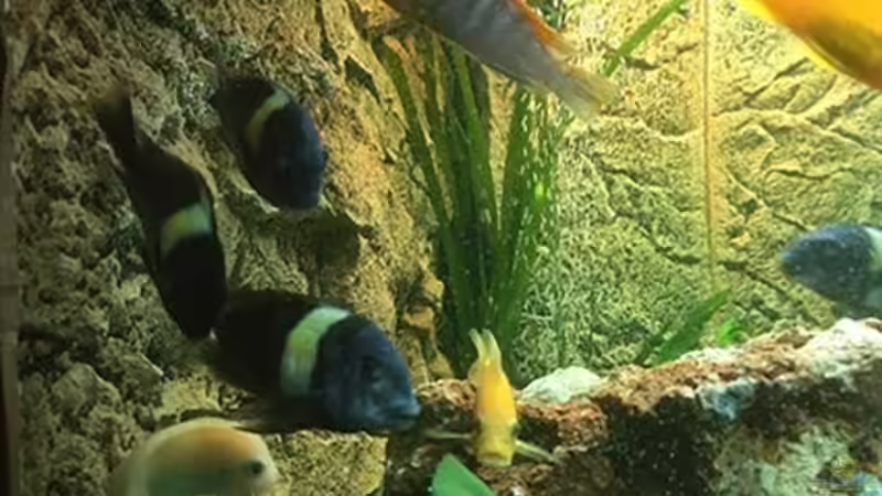 Besatz im Aquarium Juwel Trigon 190 &quot;MALAVI&quot; CW von Christian Wiederanders (57)