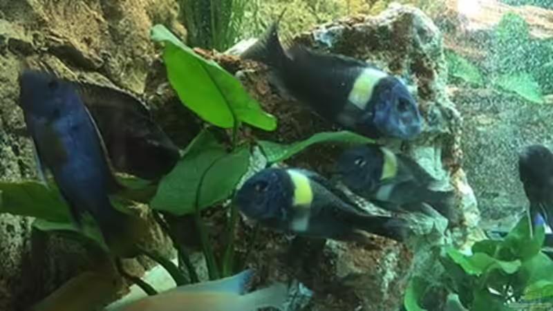 Besatz im Aquarium Juwel Trigon 190 &quot;MALAVI&quot; CW von Christian Wiederanders (59)