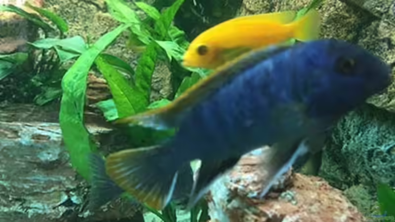 Besatz im Aquarium Juwel Trigon 190 &quot;MALAVI&quot; CW von Christian Wiederanders (60)