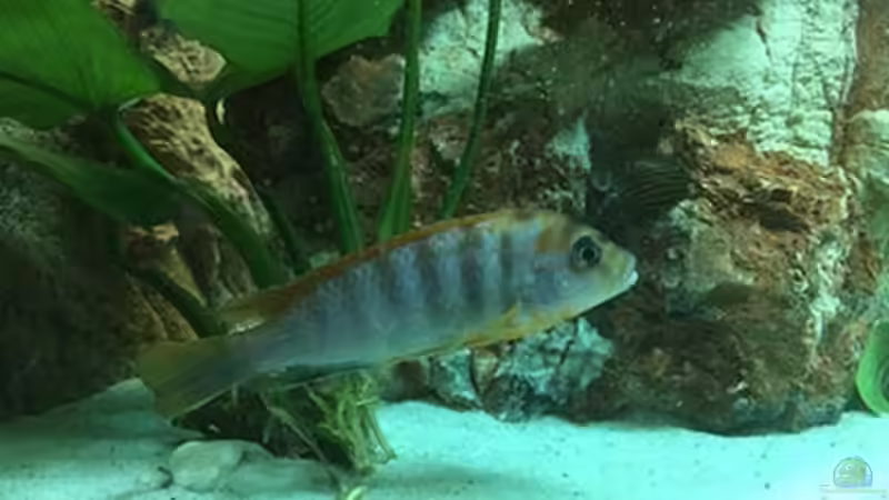 Besatz im Aquarium Juwel Trigon 190 &quot;MALAVI&quot; CW von Christian Wiederanders (61)