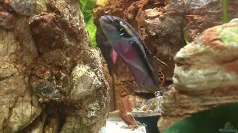 Besatz im Aquarium Juwel Trigon 190 &quot;MALAVI&quot; CW von Christian Wiederanders (62)