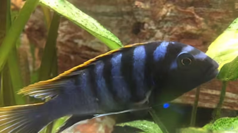 Besatz im Aquarium Juwel Trigon 190 &quot;MALAVI&quot; CW von Christian Wiederanders (63)