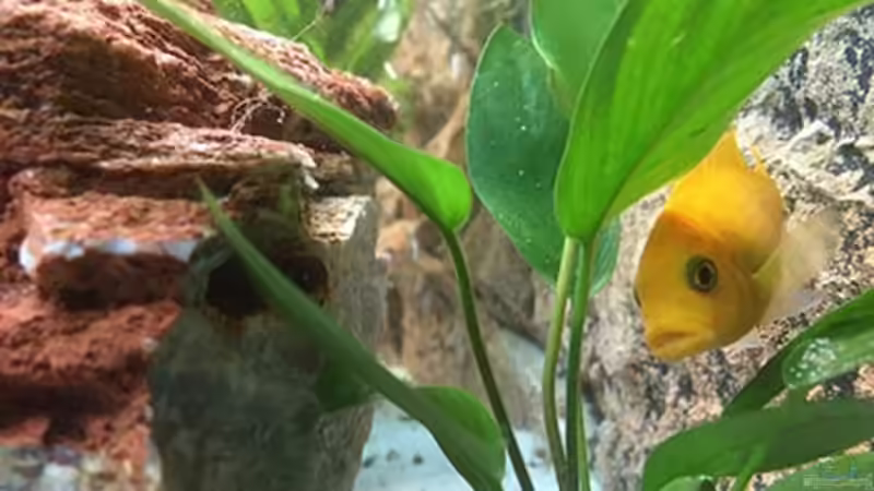 Besatz im Aquarium Juwel Trigon 190 &quot;MALAVI&quot; CW von Christian Wiederanders (64)