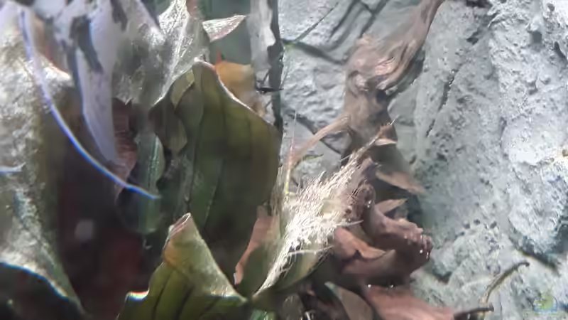 Besatz im Aquarium Juwel Trigon 190 LED SBX white von Kulle (10)