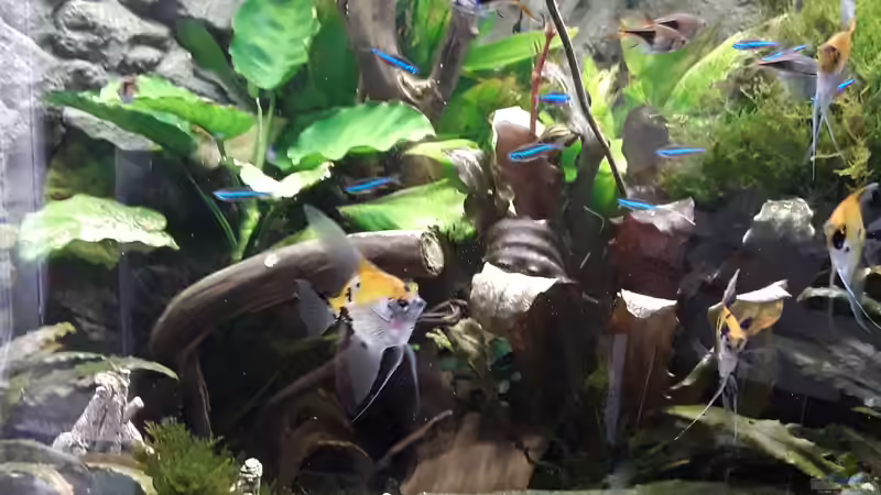 Besatz im Aquarium Juwel Trigon 190 LED SBX white von Kulle (8)