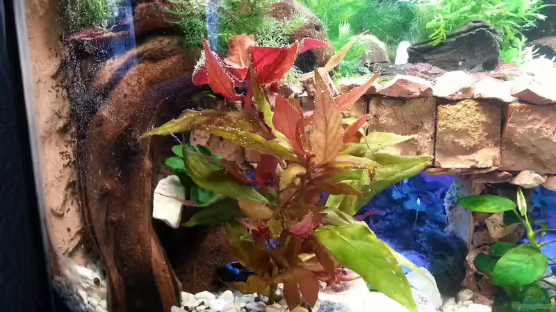 Besatz im Aquarium Juwel Trigon 190 von Bluemoon (4)