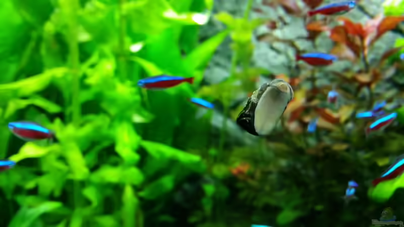 Besatz im Aquarium Juwel Trigon 190 von Jan Ebeling (10)