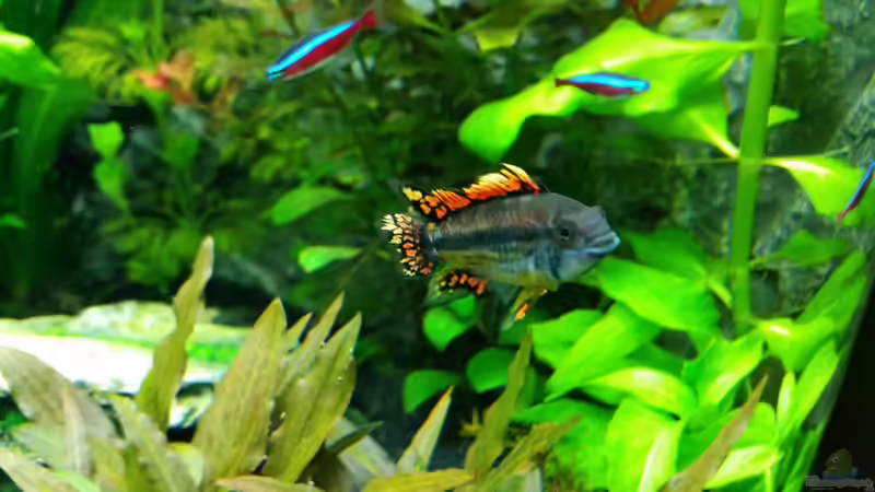 Besatz im Aquarium Juwel Trigon 190 von Jan Ebeling (11)