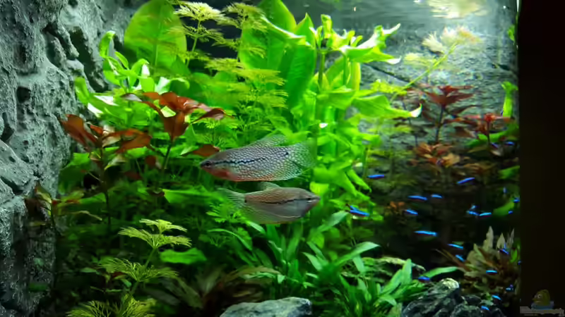 Besatz im Aquarium Juwel Trigon 190 von Jan Ebeling (12)