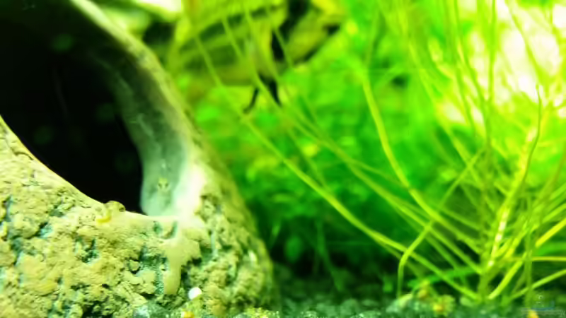 Besatz im Aquarium Juwel Trigon 190 von Jan Ebeling (13)