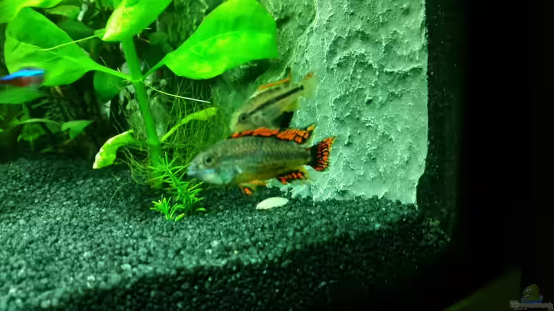 Besatz im Aquarium Juwel Trigon 190 von Jan Ebeling (9)