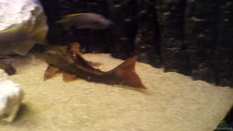 Besatz im Aquarium Juwel Trigon 350 Eck Aq von ibozkurt (8)