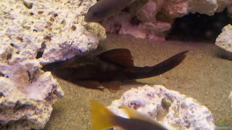 Besatz im Aquarium Juwel Trigon 350 Eck Aq von ibozkurt (9)