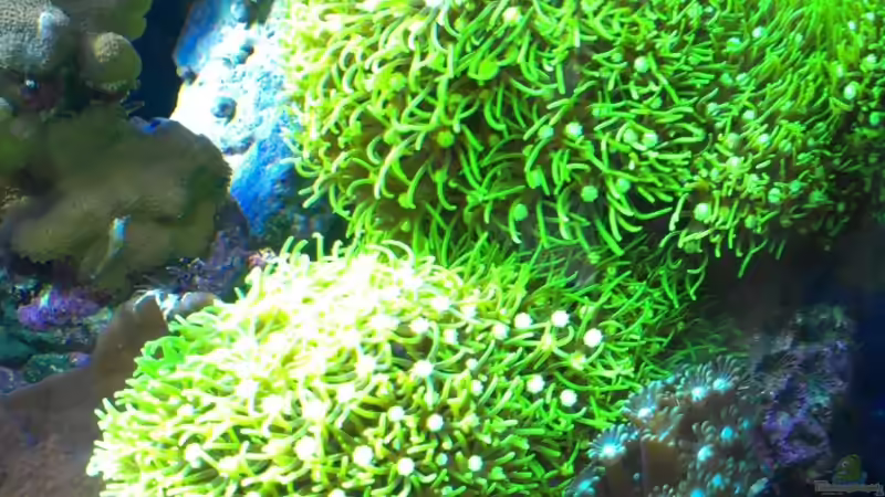 Besatz im Aquarium Juwel Trigon 350 von Jens Mühlenbeck (23)