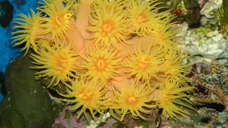 Besatz im Aquarium Juwel Trigon 350 von Jens Mühlenbeck (26)