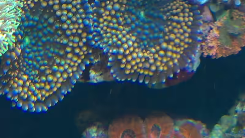 Besatz im Aquarium Juwel Trigon 350 von Jens Mühlenbeck (27)