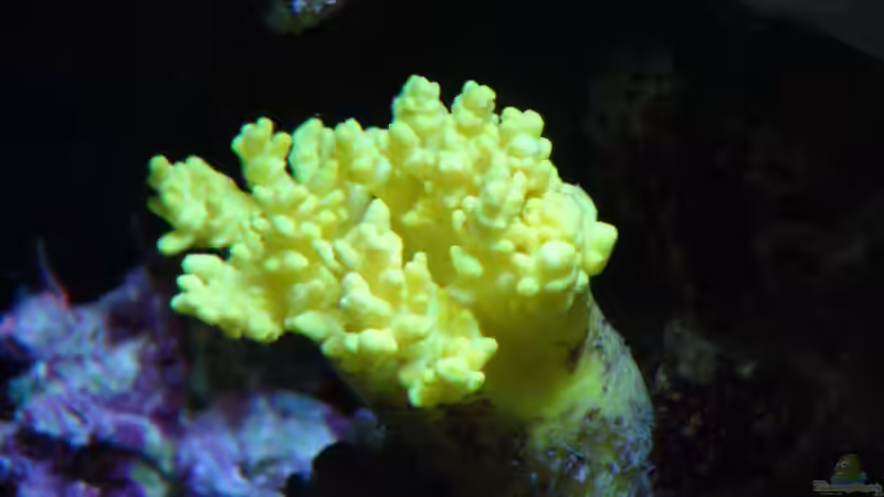 Besatz im Aquarium Juwel Trigon 350 von Jens Mühlenbeck (29)