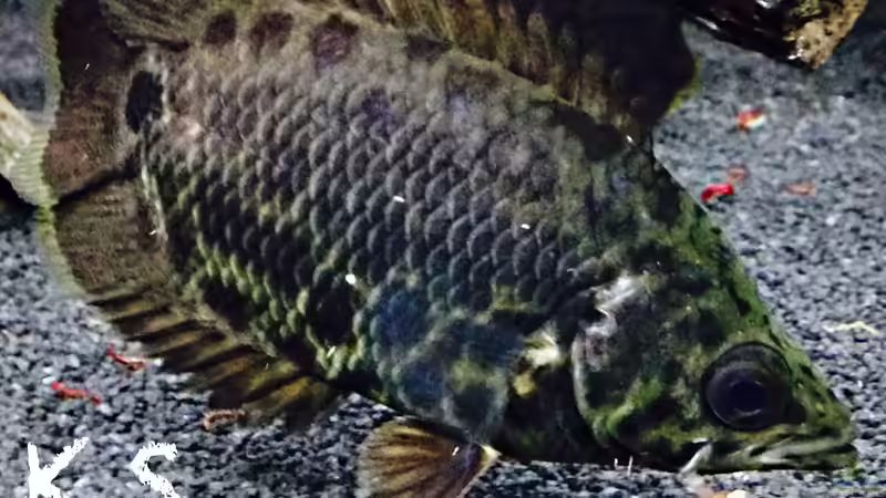 Besatz im Aquarium Juwel Trigon 350 von K.S. (4)