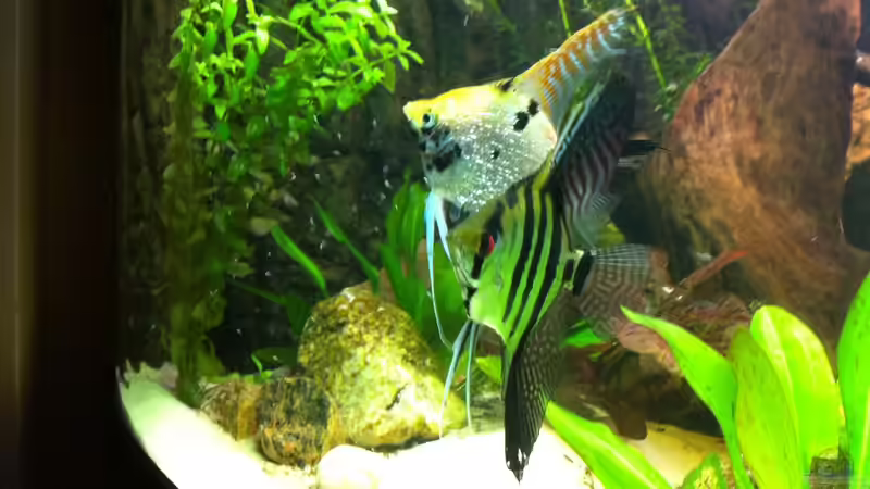 Besatz im Aquarium Juwel Trigon 350 von Matze M. (17)