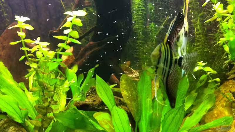 Besatz im Aquarium Juwel Trigon 350 von Matze M. (18)