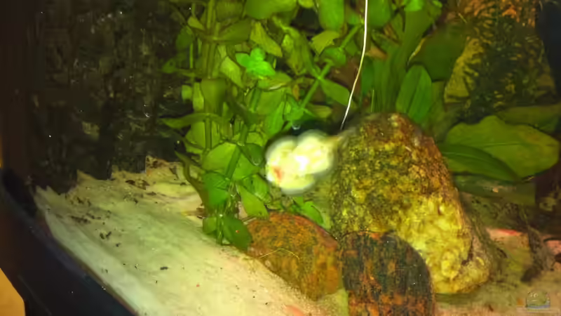 Besatz im Aquarium Juwel Trigon 350 von Matze M. (20)