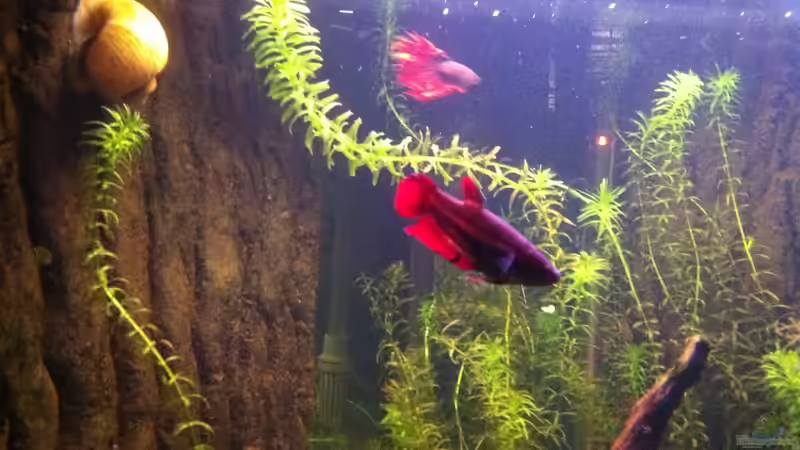 Besatz im Aquarium Juwel Trigon 350 von Matze M. (21)