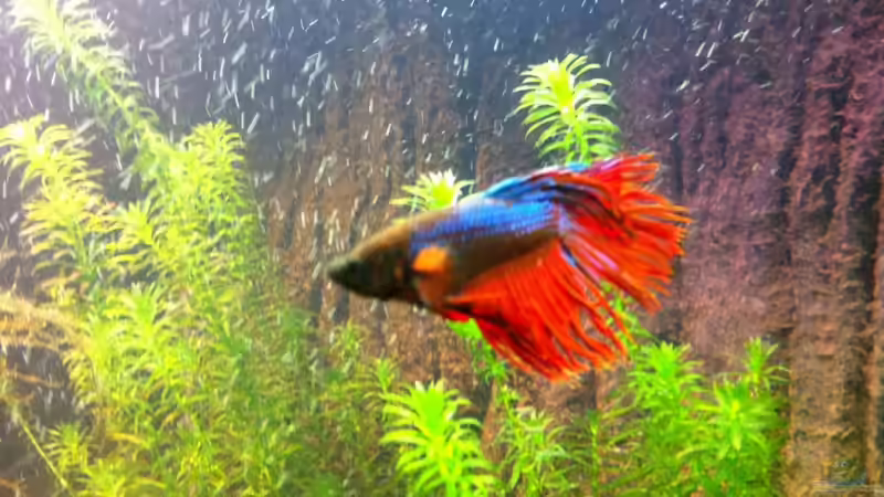 Besatz im Aquarium Juwel Trigon 350 von Matze M. (23)