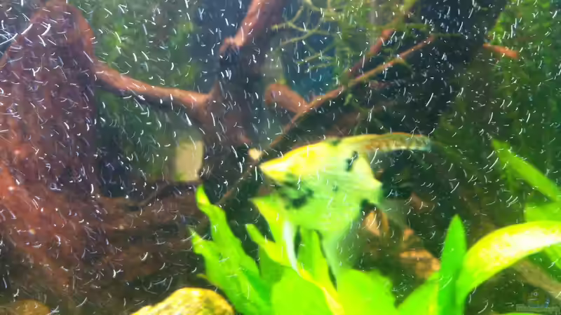 Besatz im Aquarium Juwel Trigon 350 von Matze M. (25)